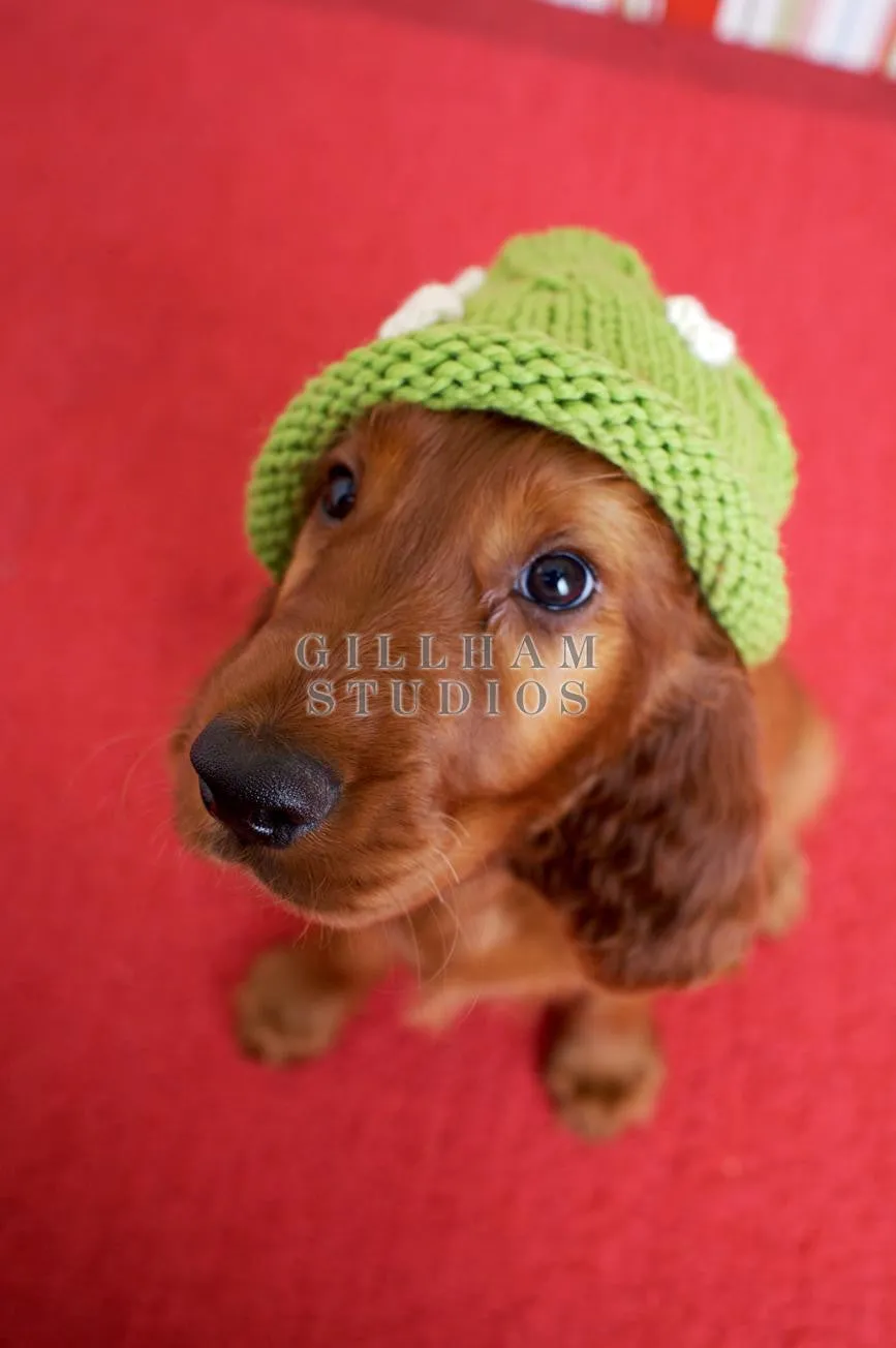 Close overhead view of Irish setter puppy in green knit cap